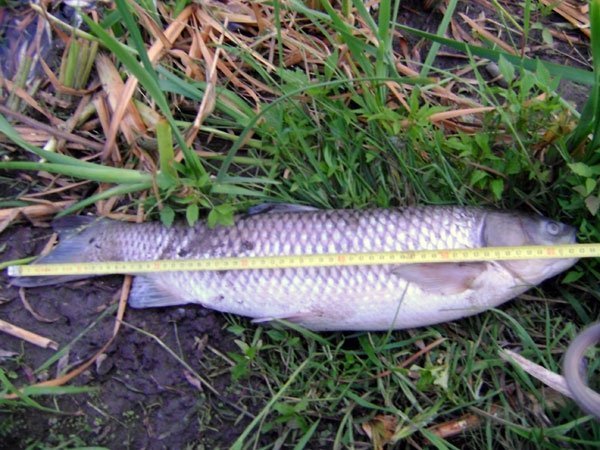 У Нововолинську зʼясовують, чому в озері загинула риба. ФОТО