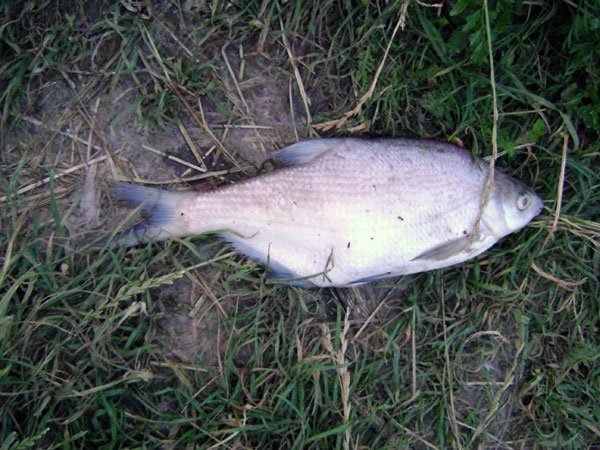 У Нововолинську зʼясовують, чому в озері загинула риба. ФОТО