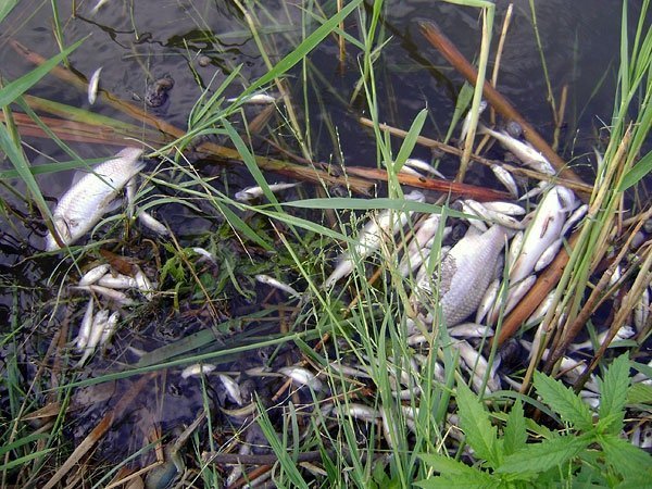 У Нововолинську зʼясовують, чому в озері загинула риба. ФОТО