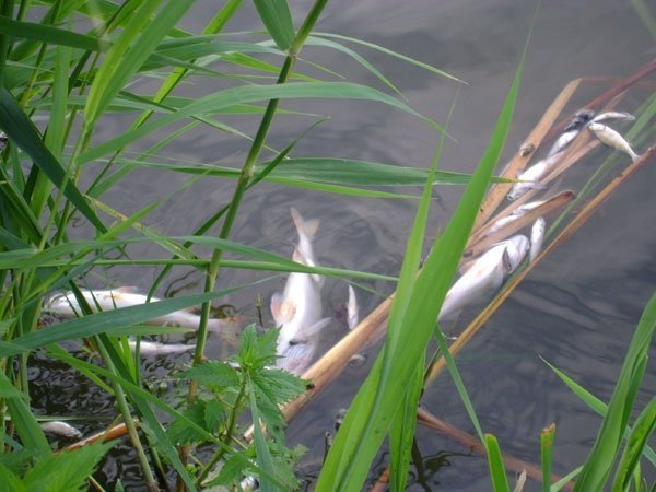 У Нововолинську зʼясовують, чому в озері загинула риба. ФОТО