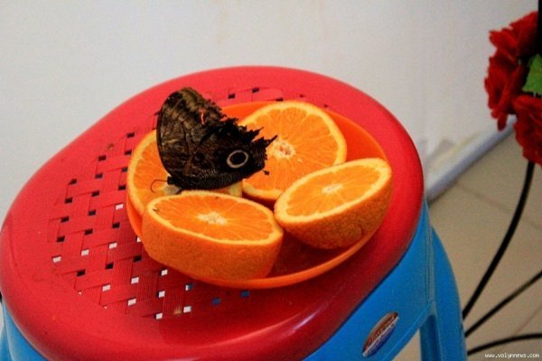 Лучанин каже, що його надурили в ЦУМі. ФОТО