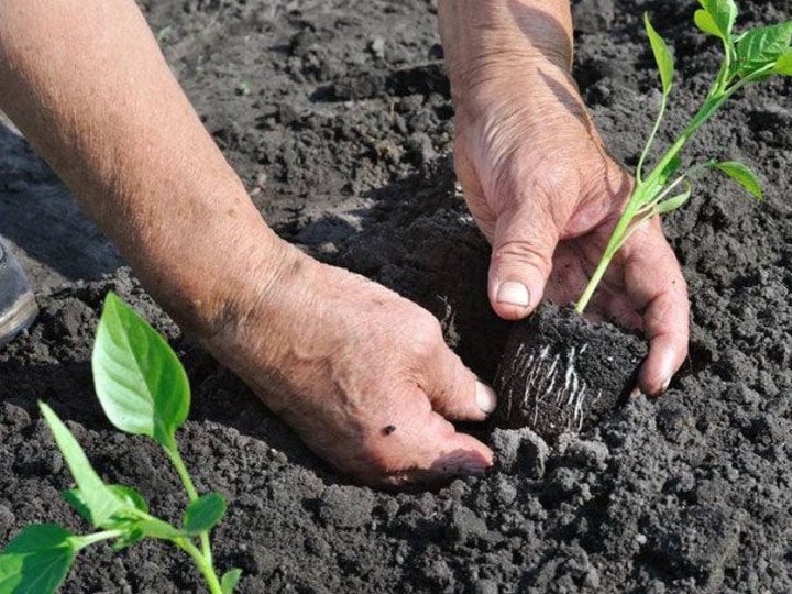 Як правильно висаджувати розсаду у ґрунт: секрети вирощування помідорів, перцю, баклажанів
