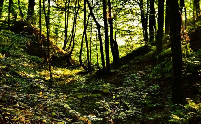 Дивовижні краєвиди волинського нацпарку на світанку. ФОТО