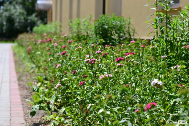  «Волинські вакації»: як відпочивають діти військових та волонтерів
