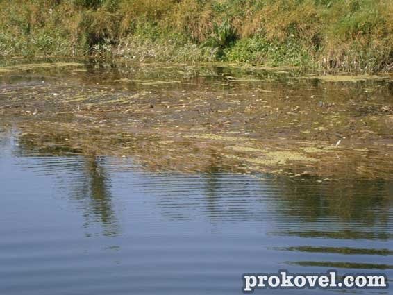 У річці на Волині плаває мертва риба. ФОТО