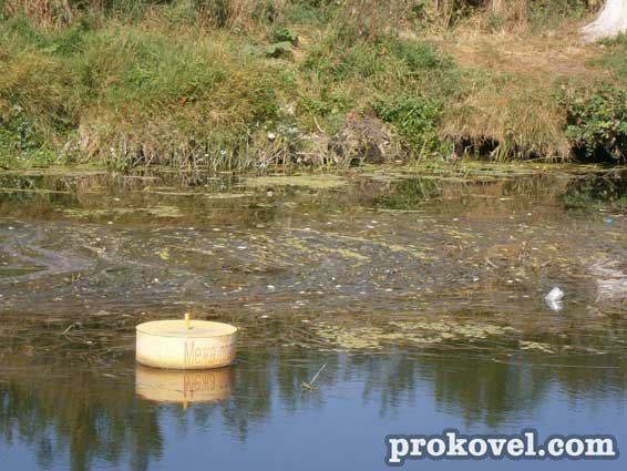 У річці на Волині плаває мертва риба. ФОТО