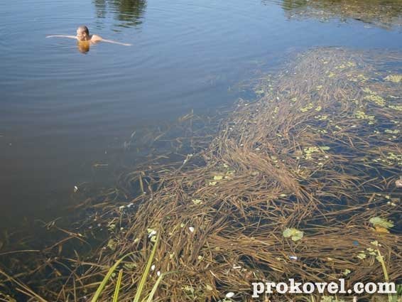 У річці на Волині плаває мертва риба. ФОТО