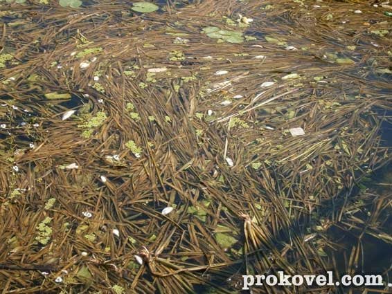 У річці на Волині плаває мертва риба. ФОТО