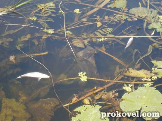 У річці на Волині плаває мертва риба. ФОТО