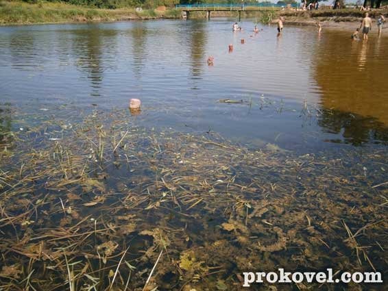 У річці на Волині плаває мертва риба. ФОТО