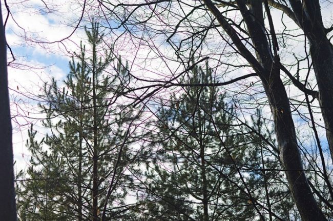 У волинському лісі ростуть дерева-екзоти 