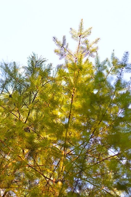 У волинському лісі ростуть дерева-екзоти 