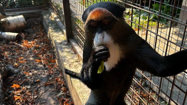 У Луцькому зоопарку - поповнення