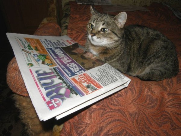 Перші фото «котячо-собачого» хіт-параду від Луцького зоопарку