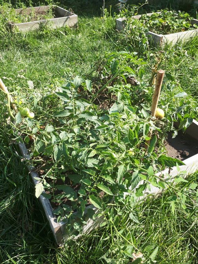 У Луцькому зоопарку зібрали урожай овочів, які садили діти. ФОТО