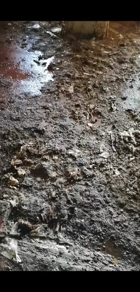 «Таргани завдовжки з палець», – лучанка про квартиру сусідів-нечупар. ФОТО