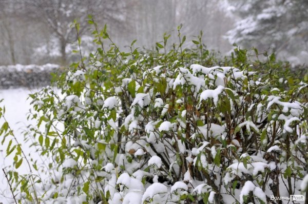 Фото снігу в Луцьку
