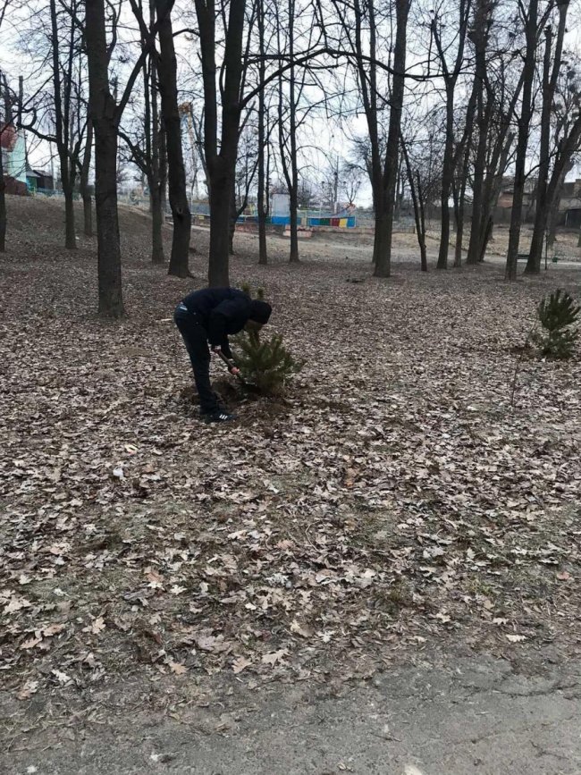 На Волині юнаків, які познущались над молодим деревцем, змусили висадити у парку 15 сосен  