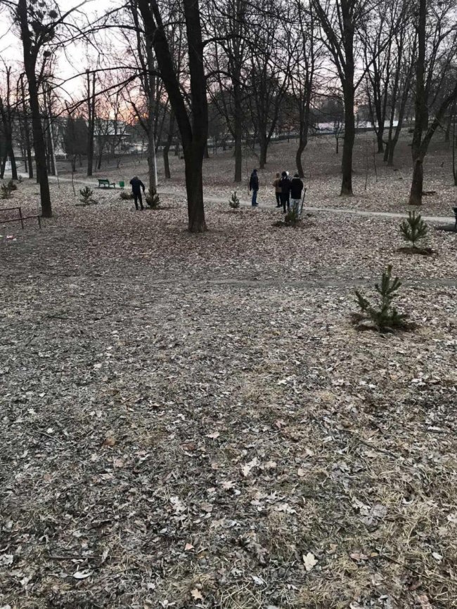 На Волині юнаків, які познущались над молодим деревцем, змусили висадити у парку 15 сосен  