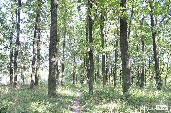 Луцький парк перетворився на смітник, бо нікому доглядати. ФОТО