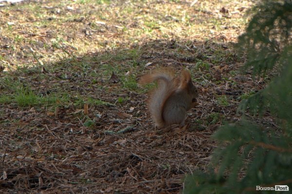 Весна у Луцьку. ФОТО