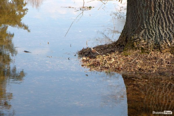 Весна у Луцьку. ФОТО