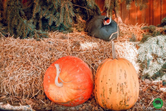 Жовтогаряча осінь у Луцькому зоопарку. ФОТО