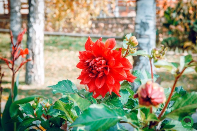 Жовтогаряча осінь у Луцькому зоопарку. ФОТО