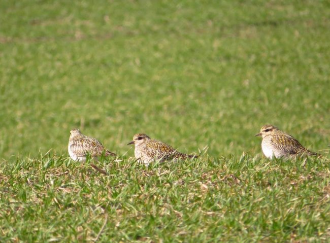 У волинському полі побачили величезну зграю рідкісних птахів. ФОТО