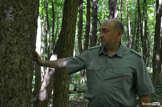 Коркове дерево та величні дуби: як на Волині приживаються «незвичні» дерева