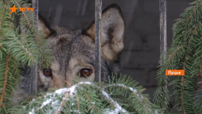 Як у Луцькому зоопарку використовують новорічні ялинки. ВІДЕО