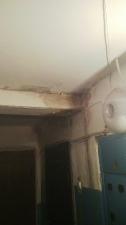 У Луцьку грибок «гризе» стіни під'їзду