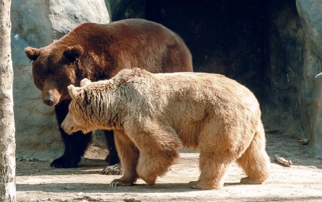 У луцькому зоопарку в День Валентина – акція для закоханих