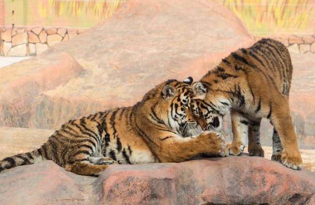 У луцькому зоопарку в День Валентина – акція для закоханих