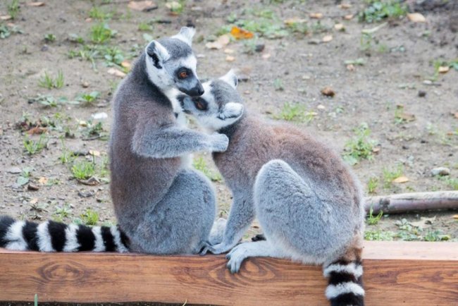 У луцькому зоопарку в День Валентина – акція для закоханих