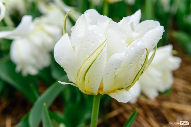 Попри негоду «Волинська Голландія» гостинно зустрічає гостей. ФОТО