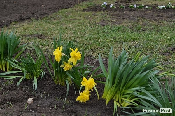 Активісти в центрі Луцька садили клумбу. ФОТО