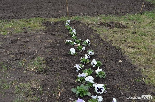 Активісти в центрі Луцька садили клумбу. ФОТО