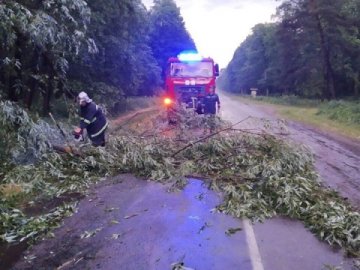 На Волині негода повалила дерева у чотирьох районах 