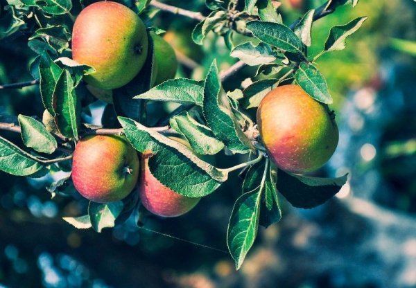 Фотовиставка Ольги Антонюк