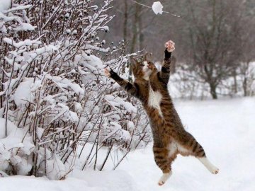 Погода в Луцьку та Волинській області на середу, 23 січня