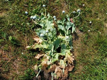 На Волині  знайшли посіви коноплі та снодійного маку. ФОТО