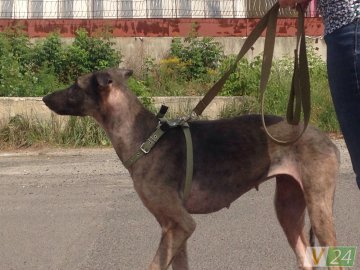 У якому стані перебуває собака Белла, яку на вулиці знайшли виснаженою. ФОТО