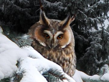 На території управління «Волиньобленерго» живе родина сов. ФОТО