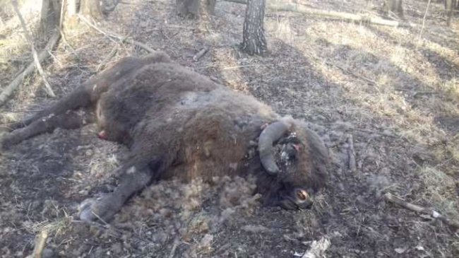 У лісі на Волині знайшли мертвого зубра. ФОТО 18+