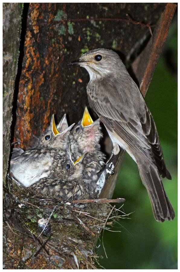 Загубленими стежками: луцький фотограф про Центральний парк міста