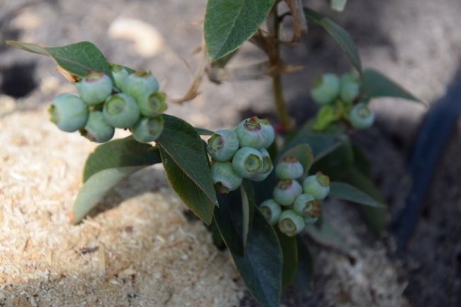 На Волині висадили плантації лохини