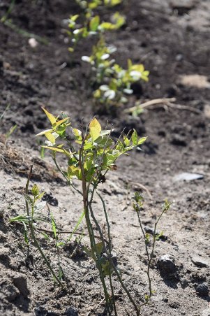 На Волині висадили плантації лохини