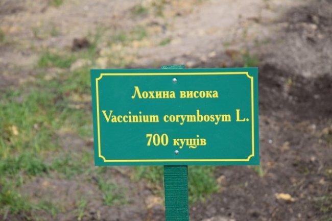 На Волині висадили плантації лохини