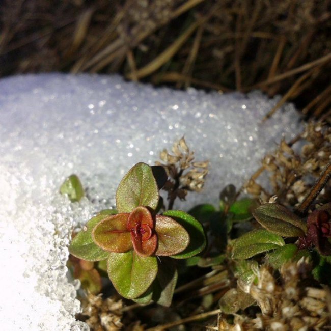 Краса волинської зими. ФОТО